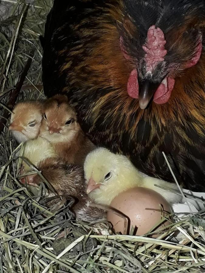 Ferienwohnung Frieda Ellmau Εξωτερικό φωτογραφία